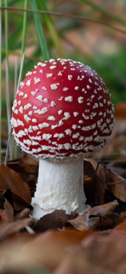 毒蘑菇显卡测试 App 实时监控界面，屏幕中央是一条金色温度曲线和一条白色帧率曲线交叠滚动，顶部有当前温度读数